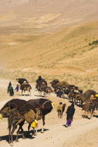 Kuchie nomad lady leads camel train  between Chakhcharan and Jam