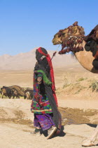 Kuchie nomad lady leads camel train  between Chakhcharan and Jam