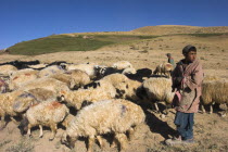 Shepard boy tending his flock  between Chakhcharan and Jam