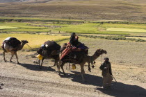 Kuchie nomad camel train  between Chakhcharan and Jam