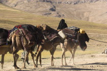 Kuchie nomad camel train between Chakhcharan and Jam