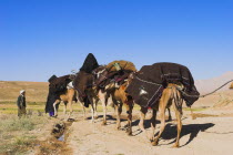 Kuchie nomad camel train between Chakhcharan and Jam