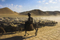 Man on donkey back with his flock of sheep between Maimana and Mazar-I-Sharif
