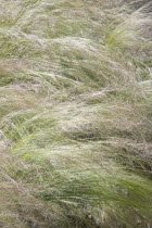 Tall grass moving in gentle wind