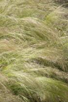 Tall grass moving in gentle wind