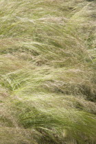 Tall grass moving in gentle wind