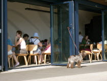 Customers sitting at tables inside the East Beach Cafe designed by Thomas Heatherwick. Dog tied to glass door waiting outside