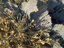 Detail of Seaweed and Kale on beach