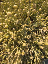 Detail of Seaweed on beach