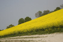 Field of yellow oilseed rape flowers. Angled view