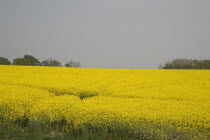 Field of yellow oilseed rape flowers