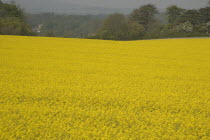 Field of yellow oilseed rape flowers