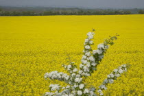 Field of yellow oilseed rape flowers