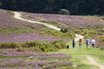 Ogdens Purlieu a fertile valley near Ogden Village. Four people and a black dog walking along a path amongst the purple heather in the heart of the fertile valley