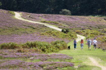 Ogdens Purlieu a fertile valley near Ogden Village. Four people and a black dog walking along a path amongst the purple heather in the heart of the fertile valley