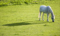 White stallion grazing in a field casting a long shadow in the evening sunlight