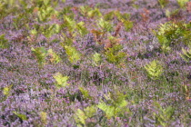 Ogdens Purlieu a fertile valley near Ogden Village. Bracken and purple heather.