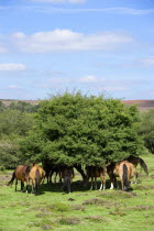 Ogdens Purlieu a fertile valley near Ogden Village. New Forest ponies gathering in the shade of a tree at noon in the heart of the fertile valley