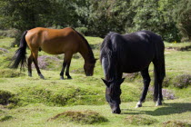 Ogdens Purlieu a fertile valley near Ogden Village. Two New Forest ponies grazing amongst the purple heather in the heart of the fertile valley