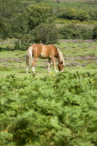 Ogdens Purlieu a fertile valley near Ogden Village. Single New Forest pony grazing amongst the bracken and purple heather in the heart of the fertile valley