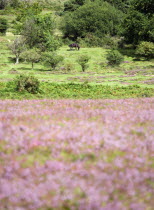 Ogdens Purlieu a fertile valley near Ogden Village. Single New Forest pony grazing amongst the purple heather in the heart of the fertile valley