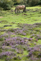Ogdens Purlieu a fertile valley near Ogden Village. Single New Forest pony grazing amongst the purple heather in the heart of the fertile valley