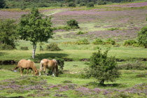 Ogdens Purlieu a fertile valley near Ogden Village. New Forest ponies grazing beside a river amongst the purple heather in the heart of the fertile valley