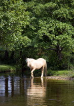 Ogdens Purlieu a fertile valley near Ogden Village. Single New Forest pony stallion beside a river in the heart of the fertile valley
