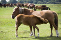 Ogdens Purlieu a fertile valley near Ogden Village. A mare and feeding fold with New Forest ponies grazing beyond