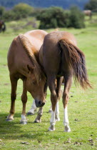 Ogdens Purlieu a fertile valley near Ogden Village. New Forest ponies gather near to a river every day around noon