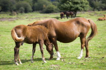 Ogdens Purlieu a fertile valley near Ogden Village. New Forest ponies. Mare and fold grazing