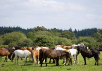 Ogdens Purlieu a fertile valley near Ogden village. New Forest ponies gather near to a river every day around noon