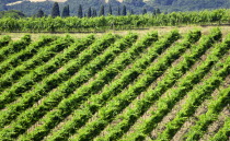 ITALY, Tuscany, Montalcino, Vineyard on a hillside on the outskirts of the hilltown.