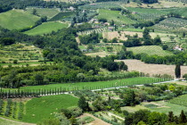 ITALY, Tuscany, San Gimignano, Traditional agricultural field patterns of vineyards, olive groves and wheat fields with a cypress lined road running through them on the northern edge of the town.