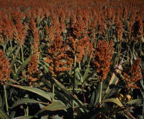 Close cropped view of growing millet filling frame.