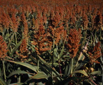 Close cropped view of growing millet filling frame.