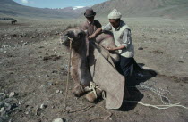 Nomads preparing to move camp putting felt blanket on to back of pack camel.