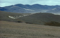 Mounted herdsmen with flock of sheep in distance.