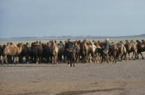 Mongolian herdsman and woman on horses herding camels in dry  open landscape.