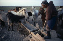 Man drawing water from well to water horses waiting beside metal trough.