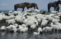 Mongolian herdsmen  part seen  watering flock of sheep with their horses standing behind.
