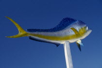 Ornamental tropical fish displayed on a pole against a blue sky