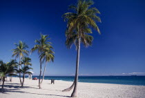 Sandy beach with palm trees and sunbathers