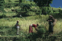 Women working in terraced wheat field.