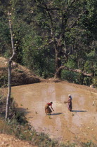 Women farmers planting rice seedlings in irrigated terrace