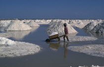 Manaure Salt Mines in the Guajira Peninsula. A worker pushing a wheel barrow load of salt through the salt pans to trucks which transport the salt throughout Colombia.