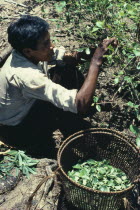 Barasana Indian  sub group of Trukano  picking coca leaves in a chagra slash and burn cultivation patch in Vaupes N W AmazoniaMan picking Coca leaves