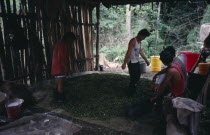 Magdalena Medio small cocaine lab. Workers stamp on leaves to mix in sodium bicarbonate and then petrol which leach out cocaine alkaloid. This lab. Was under ELN  Ejercito de Liberacion Nacional  guer...