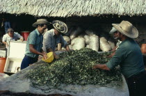 Llanero workers mixing sodium bicarbonate powder into coca leaves to help leach out cocaine alkaloid as leaves sweat in the sun.