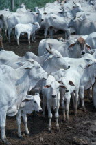 Zebu cattle on Ernestor Puyanas ranch close to Bucaramanga  Santander province.